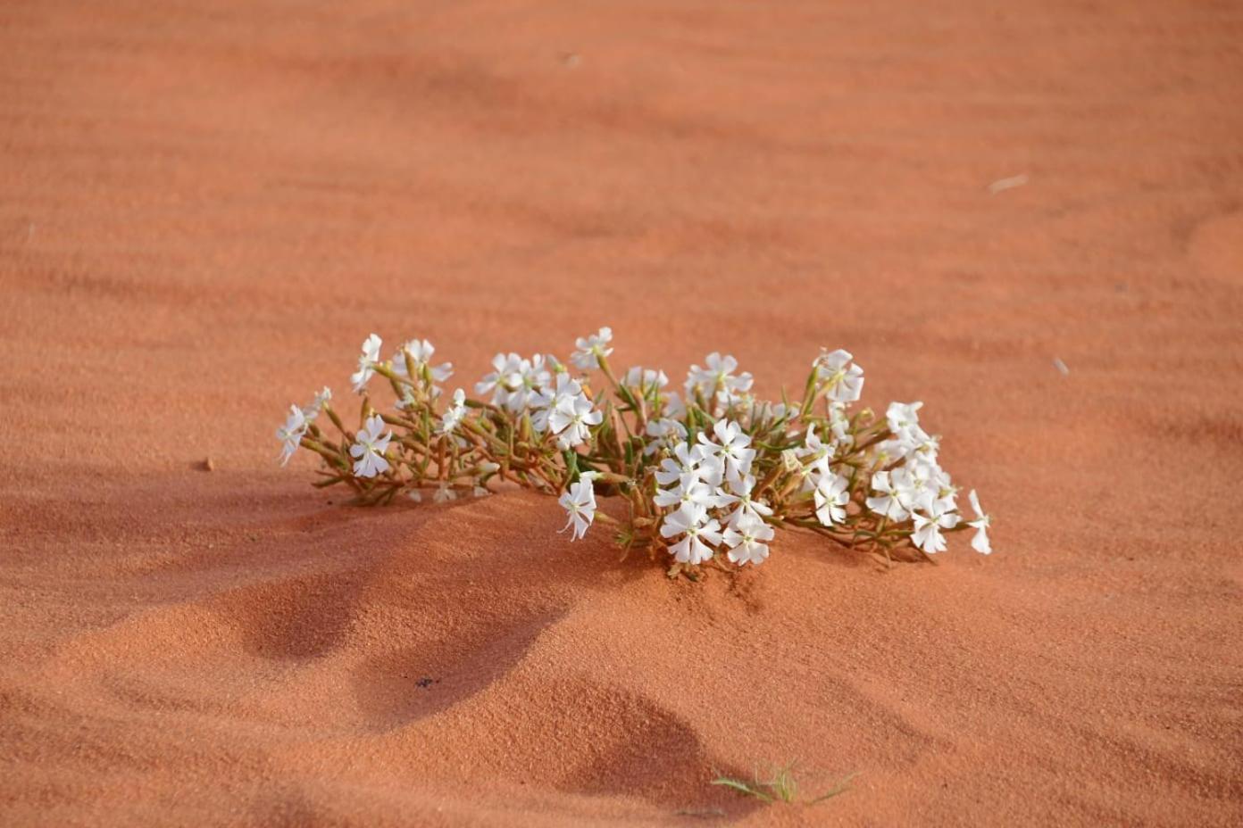 Art Camp Wadi Rum Exterior foto